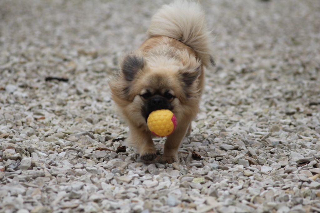 Uang-yang-wendy d'Elocera Parck