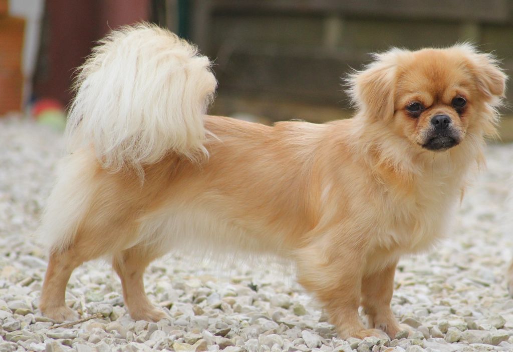 Uang zola ker picrom (Sans Affixe)