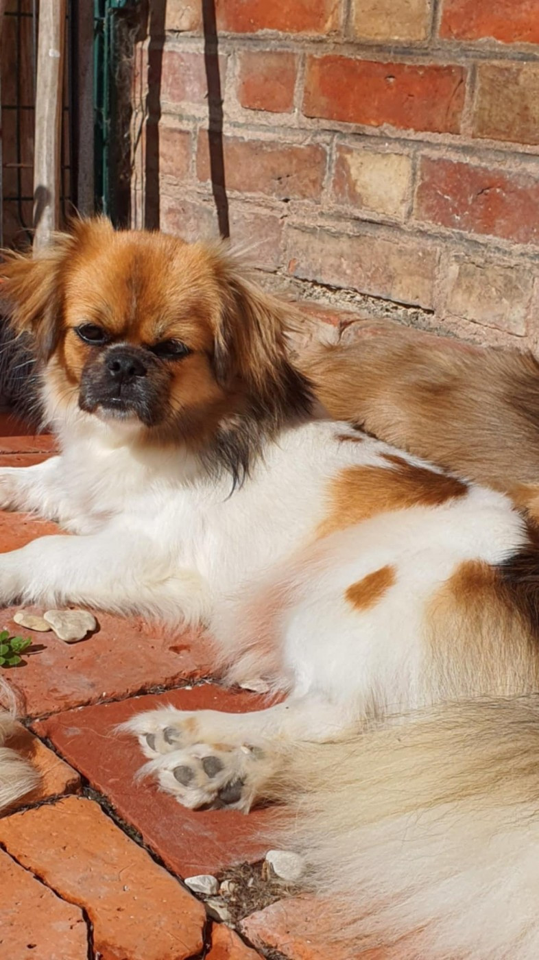 VALENTINE PARADISE-OF-LOVE d'Elocera Parck