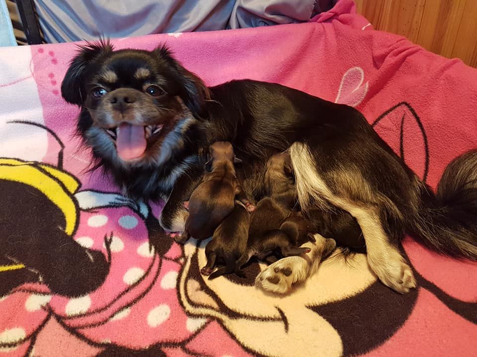 d'Elocera Parck - Epagneul tibetain - Portée née le 02/09/2018