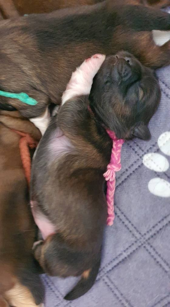 d'Elocera Parck - Chiots disponibles - Epagneul tibetain