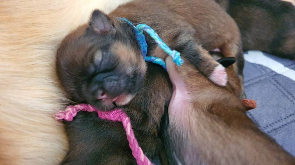 d'Elocera Parck - Chiots disponibles - Epagneul tibetain