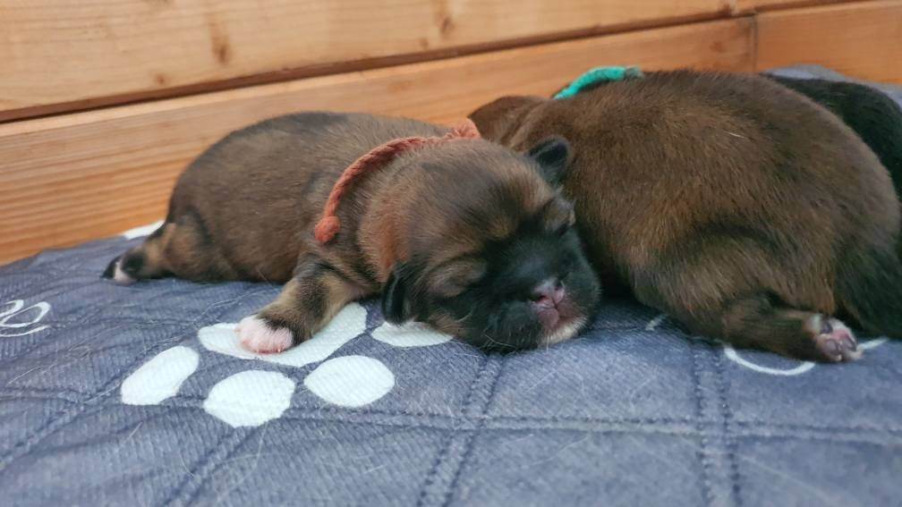 d'Elocera Parck - Chiots disponibles - Epagneul tibetain