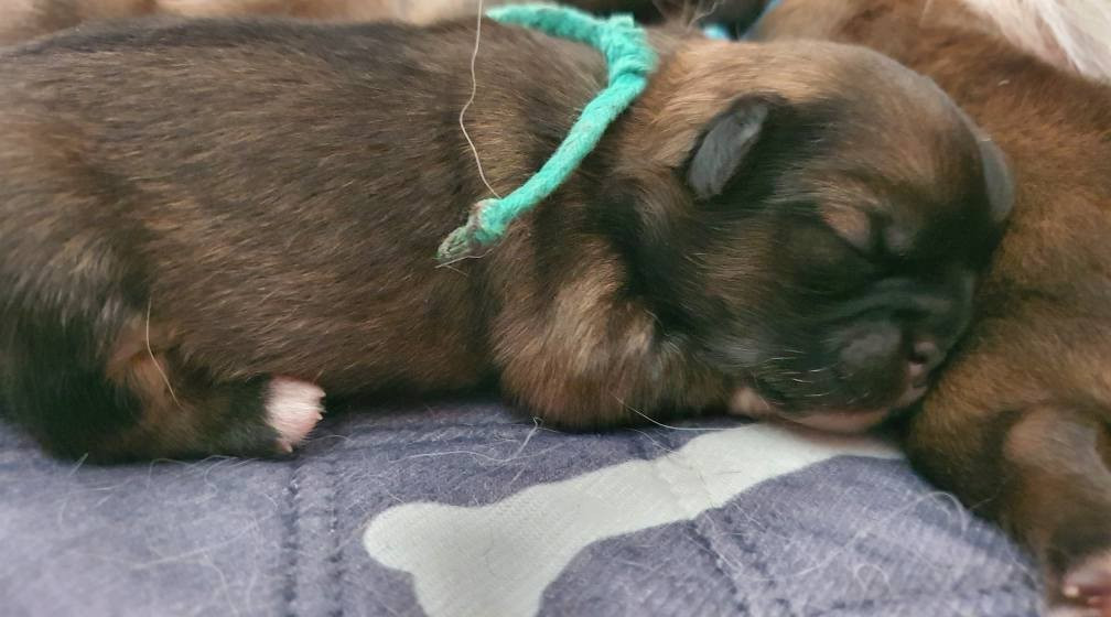 d'Elocera Parck - Chiots disponibles - Epagneul tibetain