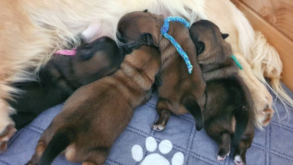 d'Elocera Parck - Epagneul tibetain - Portée née le 23/10/2025