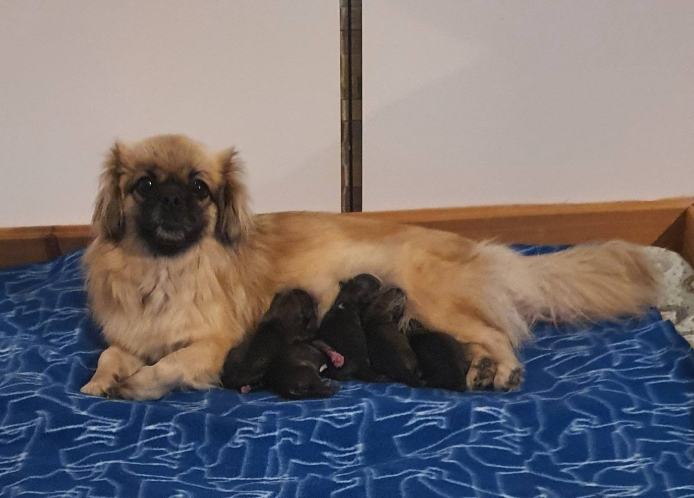 d'Elocera Parck - Epagneul tibetain - Portée née le 25/10/2025