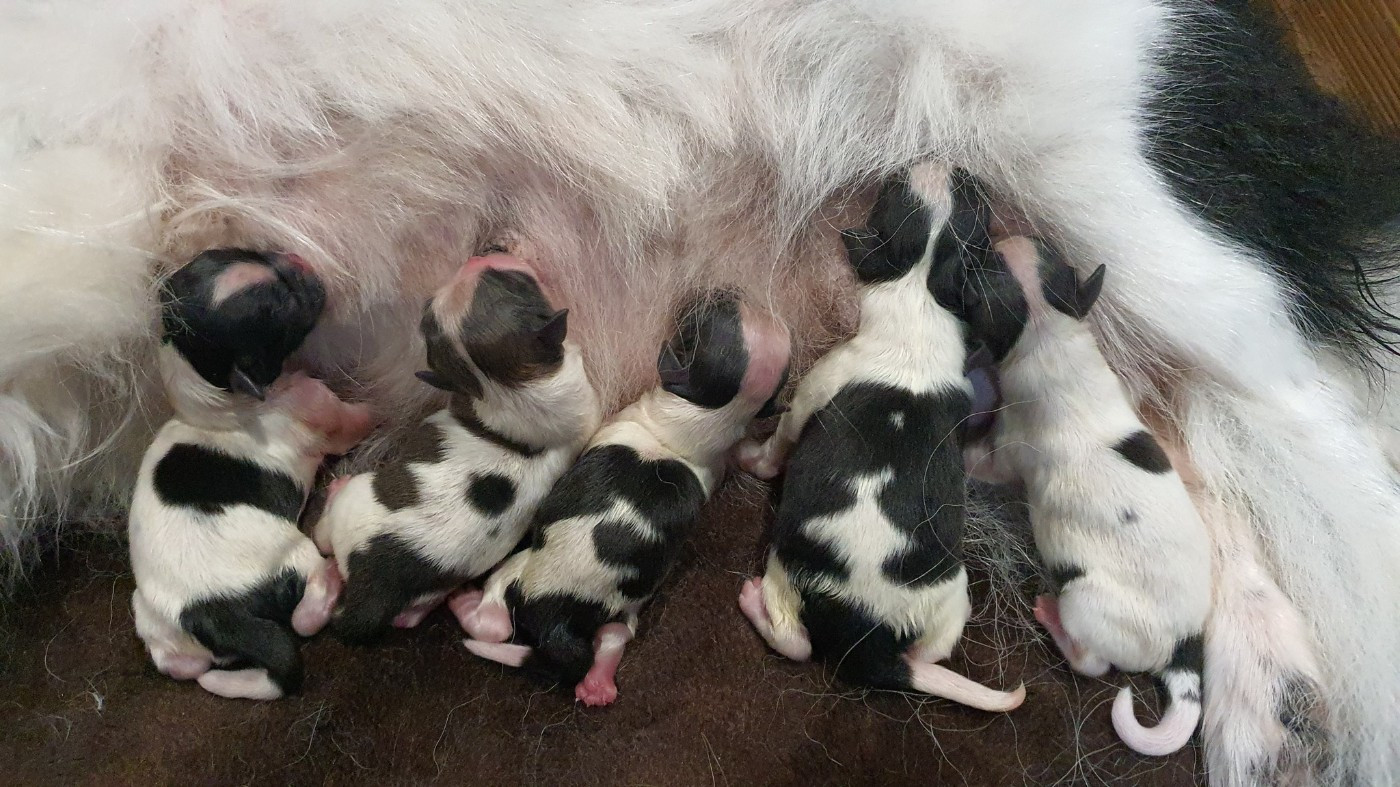 d'Elocera Parck - Epagneul tibetain - Portée née le 29/10/2025