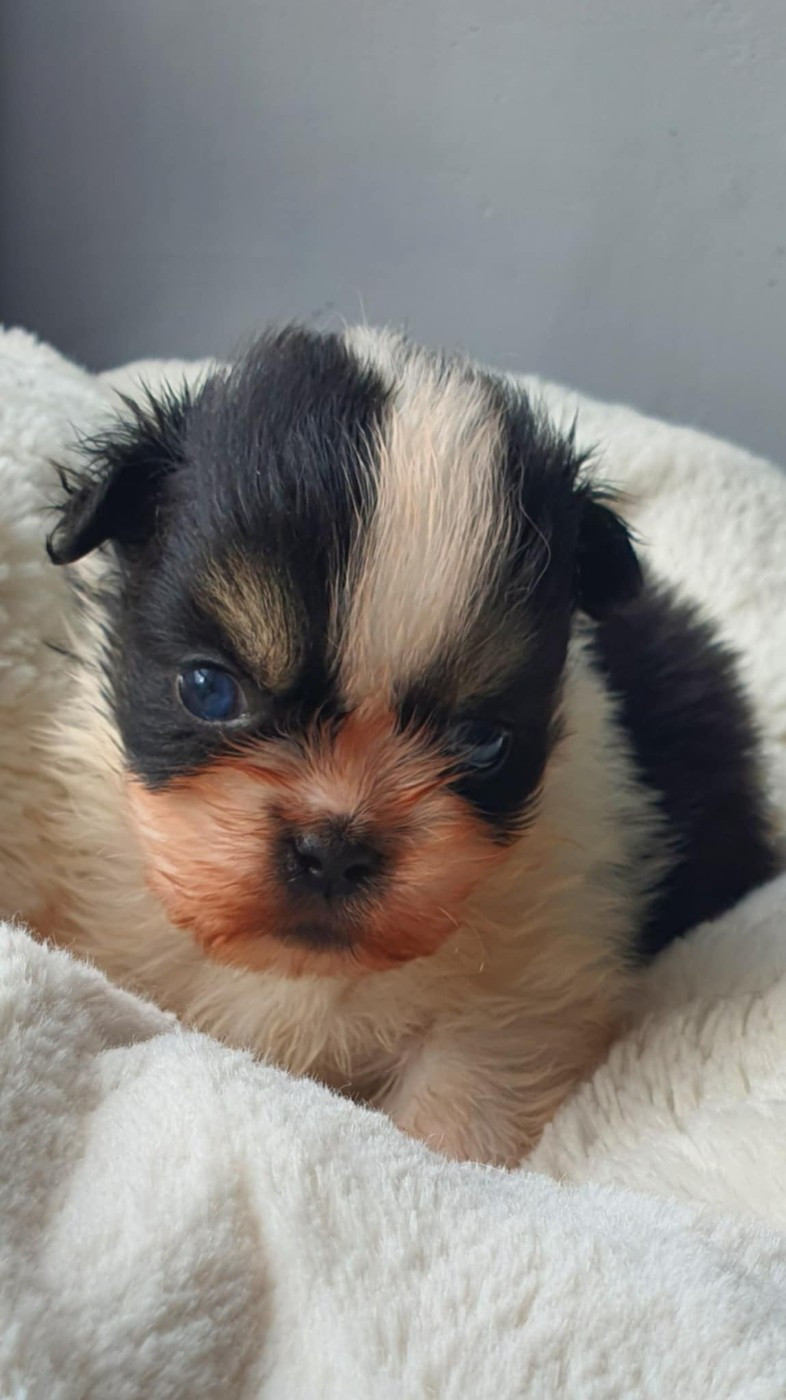 d'Elocera Parck - Chiots disponibles - Epagneul tibetain