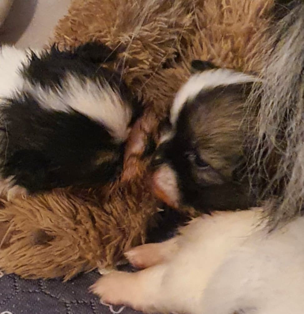 Chiot Epagneul tibetain d'Elocera Parck