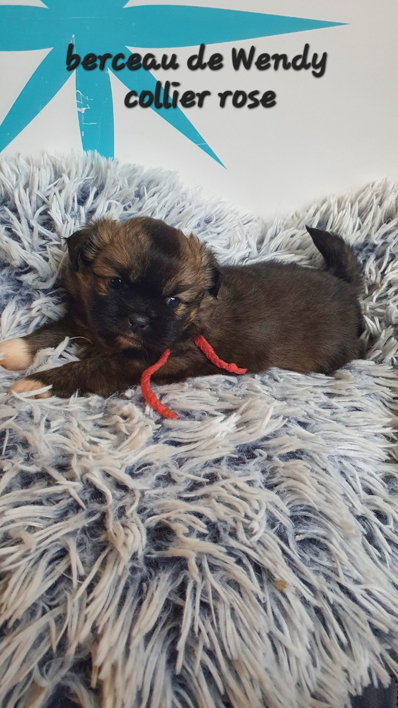 d'Elocera Parck - Chiots disponibles - Epagneul tibetain