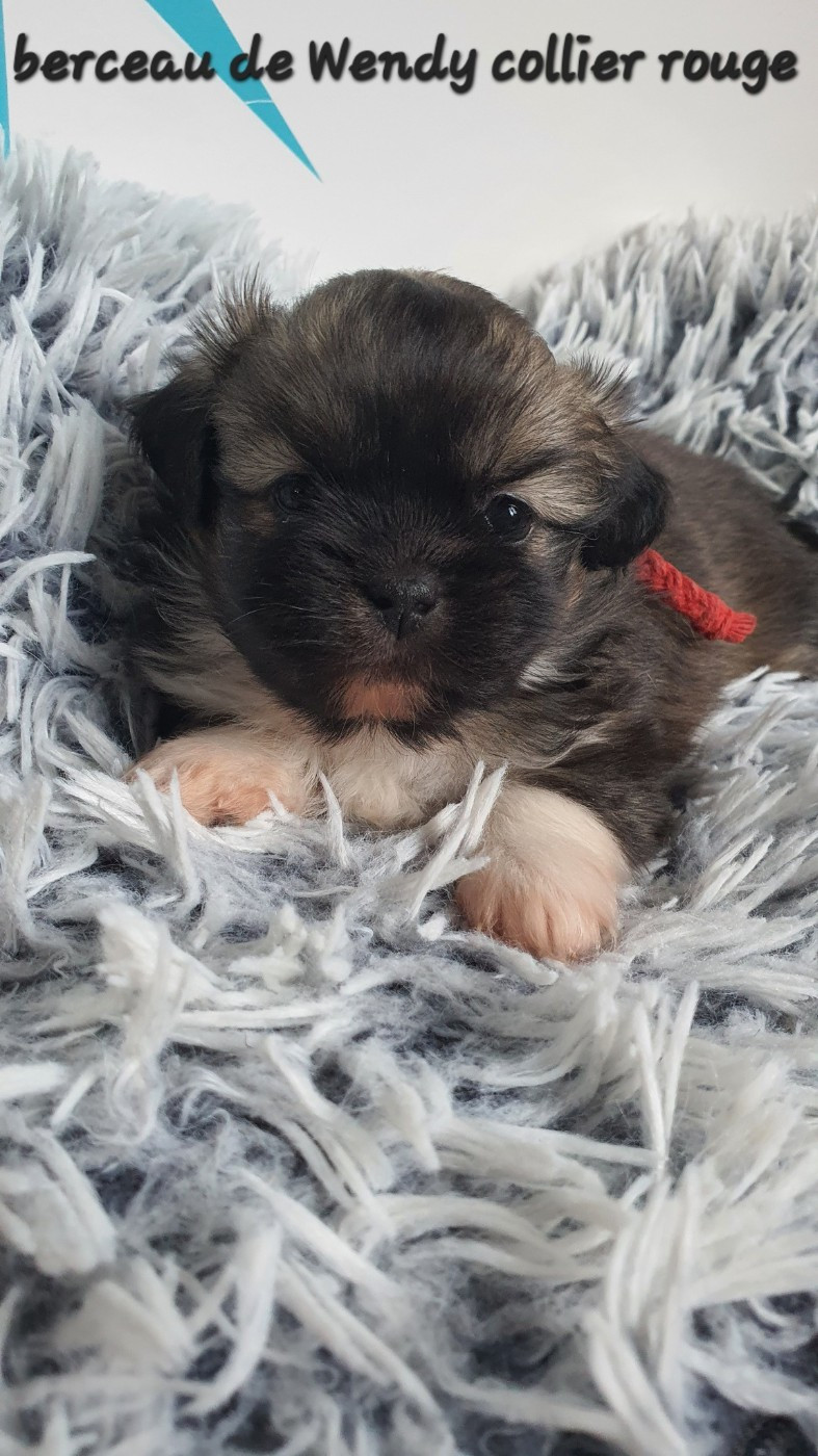 d'Elocera Parck - Chiots disponibles - Epagneul tibetain