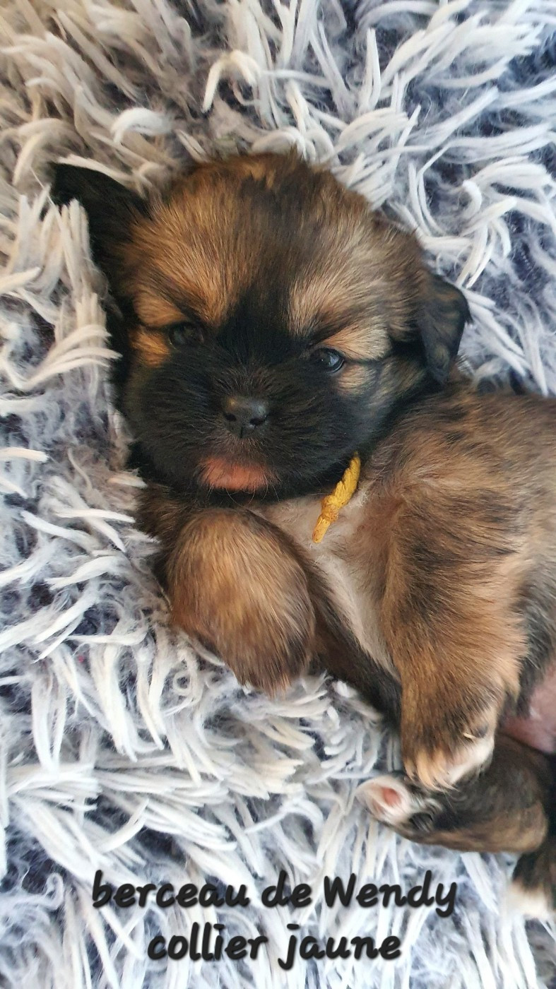 d'Elocera Parck - Chiots disponibles - Epagneul tibetain