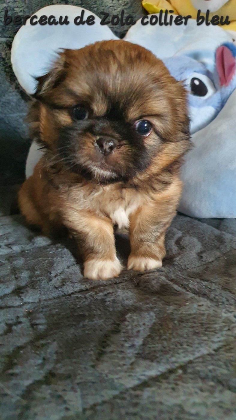 d'Elocera Parck - Chiots disponibles - Epagneul tibetain