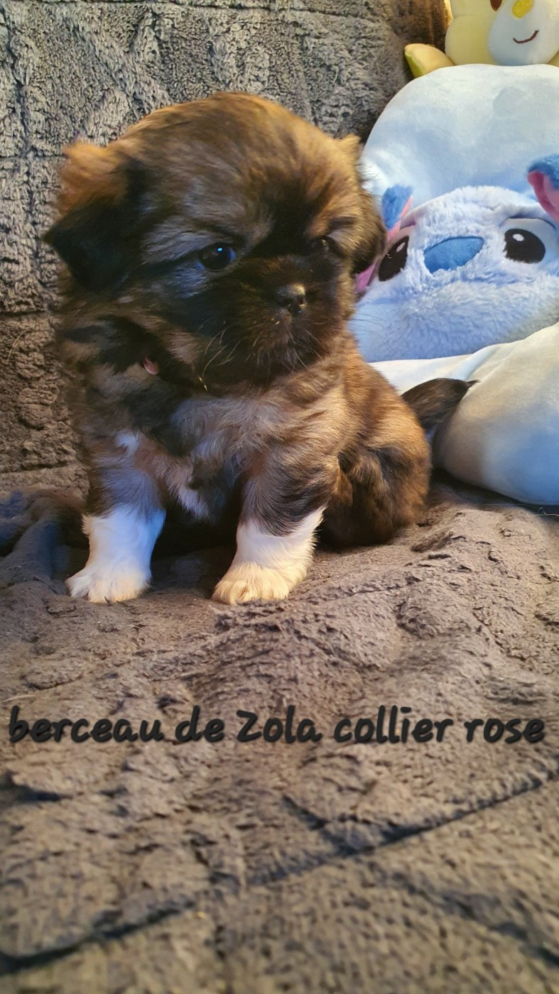 d'Elocera Parck - Chiots disponibles - Epagneul tibetain