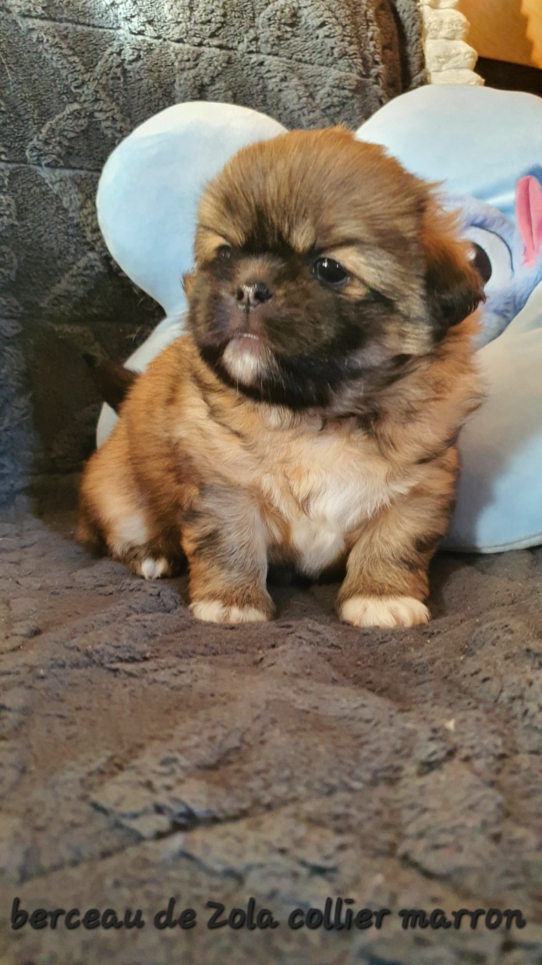 d'Elocera Parck - Chiots disponibles - Epagneul tibetain