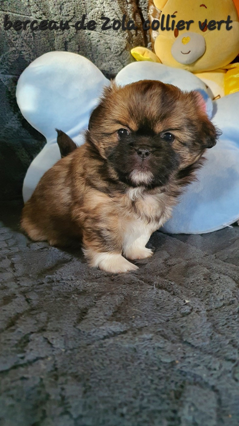 d'Elocera Parck - Chiots disponibles - Epagneul tibetain