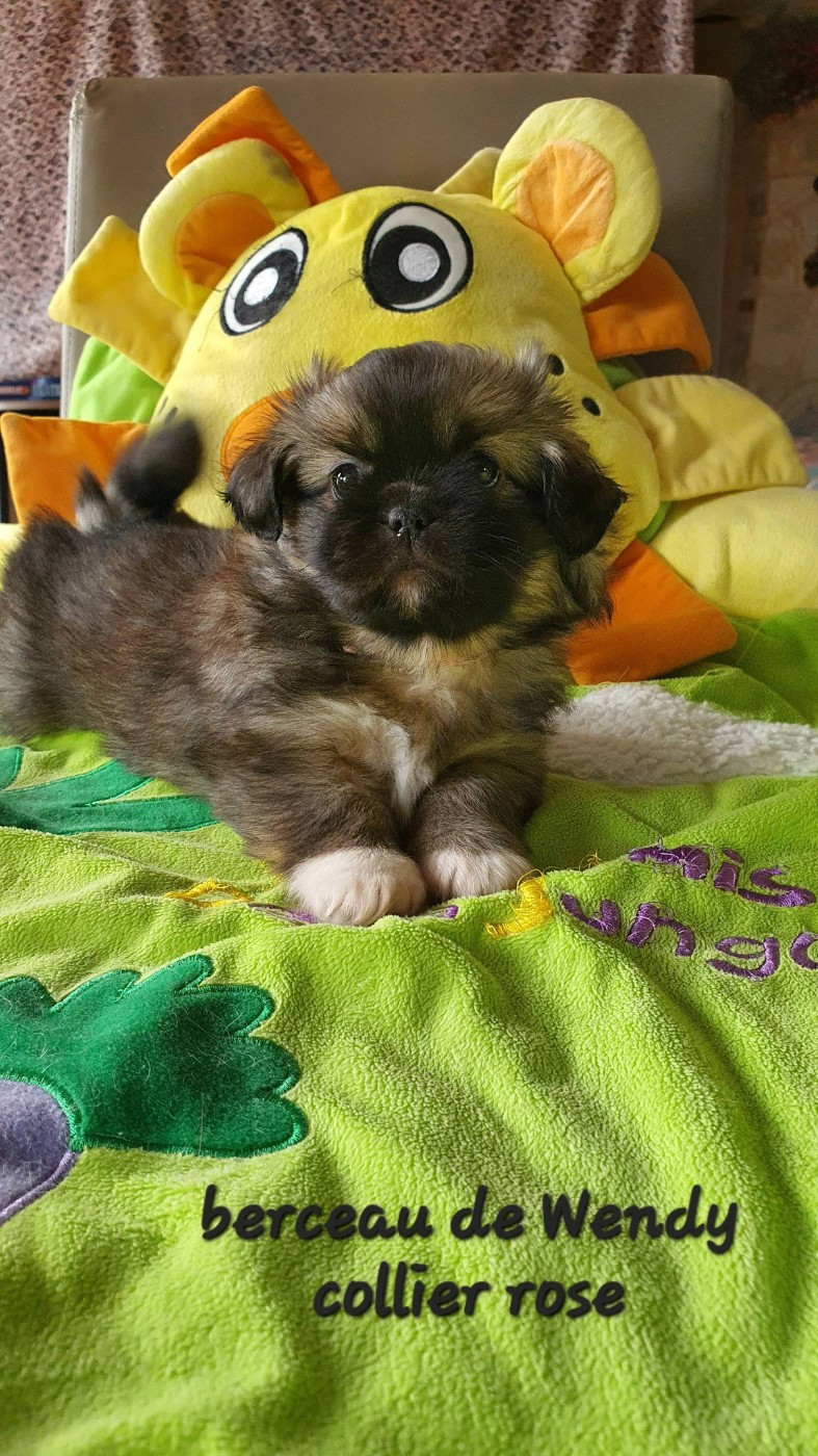 d'Elocera Parck - Chiots disponibles - Epagneul tibetain