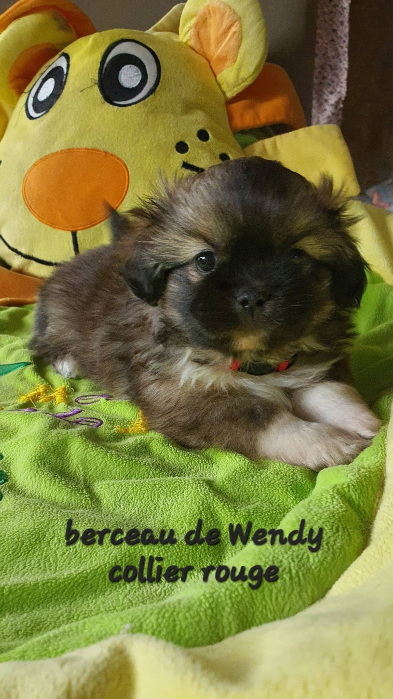 d'Elocera Parck - Chiots disponibles - Epagneul tibetain