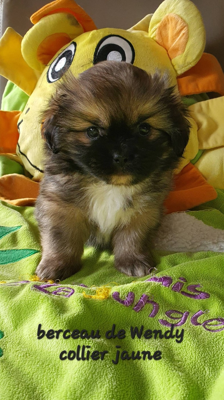 d'Elocera Parck - Chiots disponibles - Epagneul tibetain