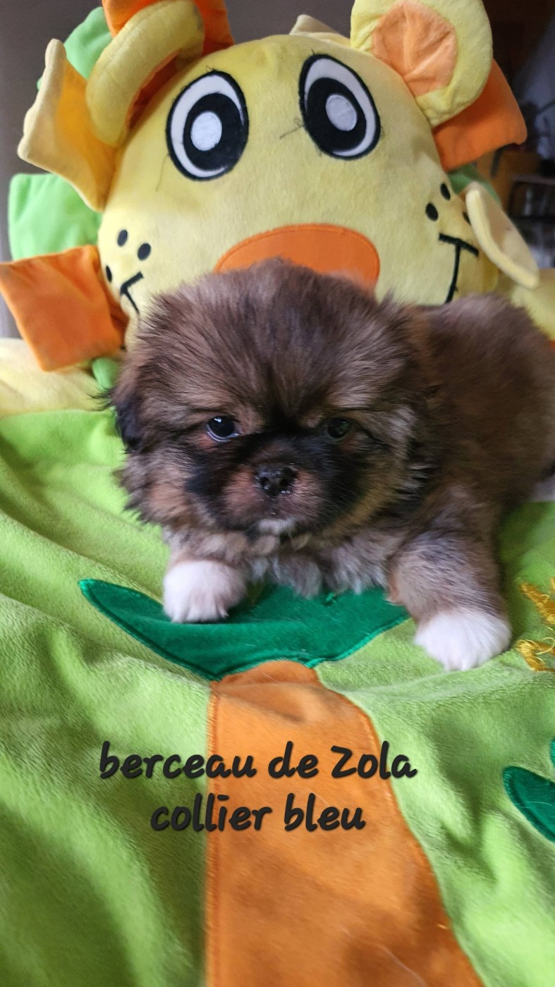 d'Elocera Parck - Chiots disponibles - Epagneul tibetain