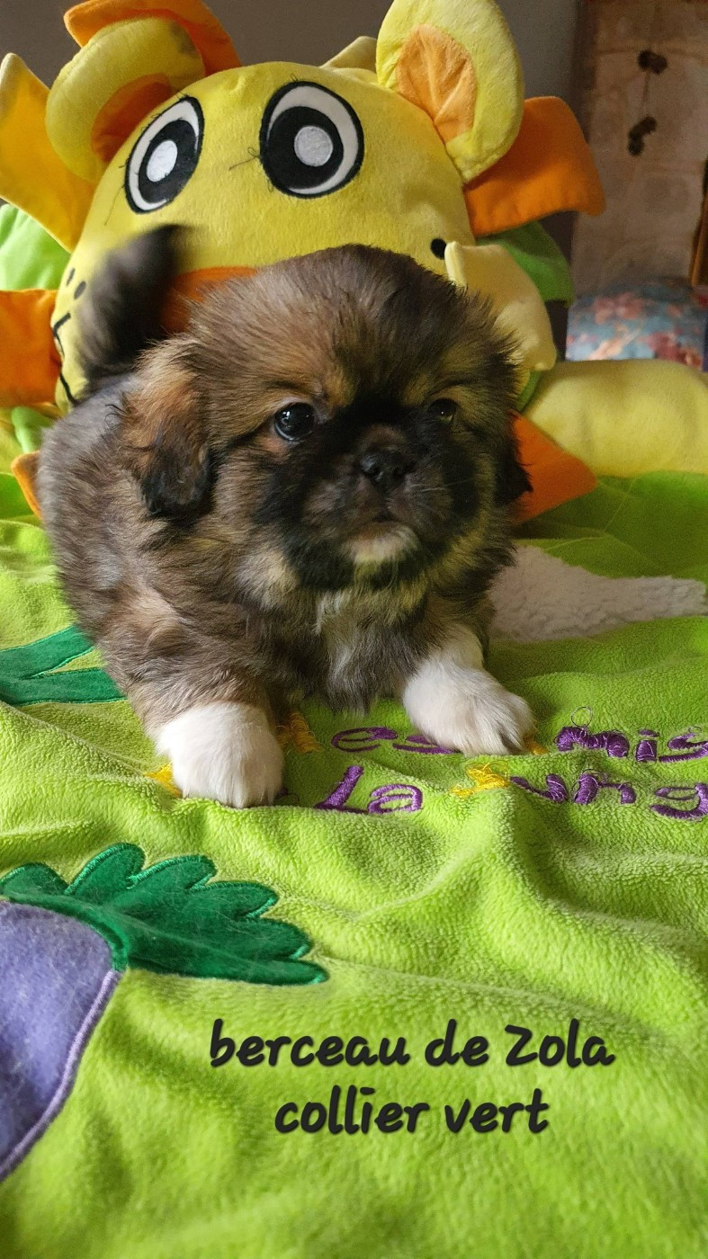 d'Elocera Parck - Chiots disponibles - Epagneul tibetain