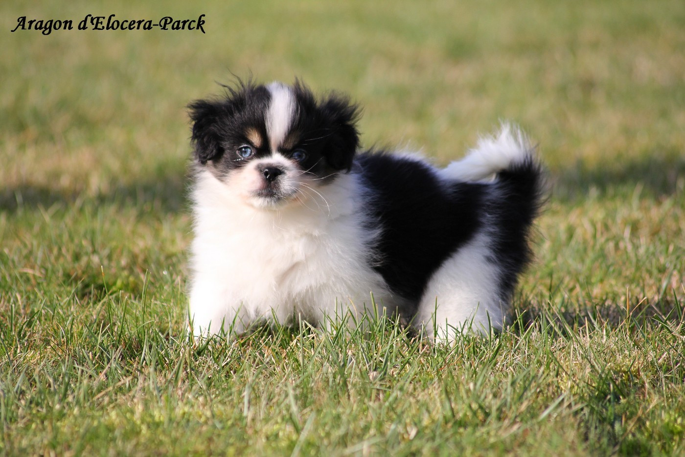 d'Elocera Parck - Chiots disponibles - Epagneul tibetain