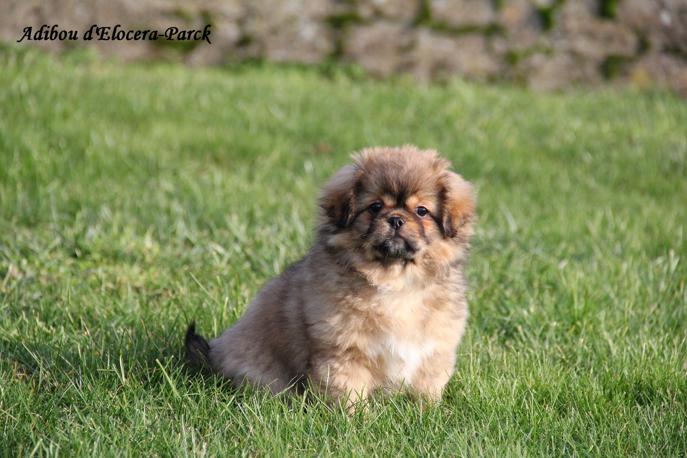 d'Elocera Parck - Chiots disponibles - Epagneul tibetain
