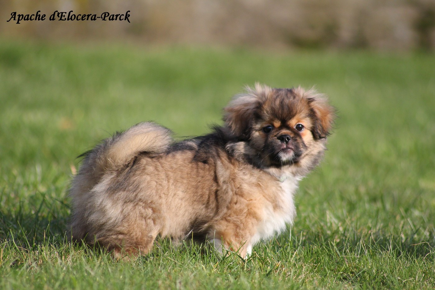 d'Elocera Parck - Chiots disponibles - Epagneul tibetain