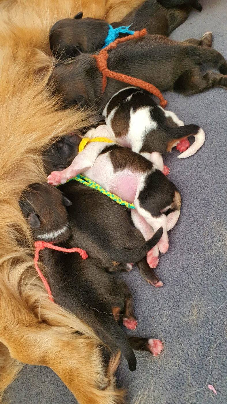 Chiot Epagneul tibetain D'Elocera Parck