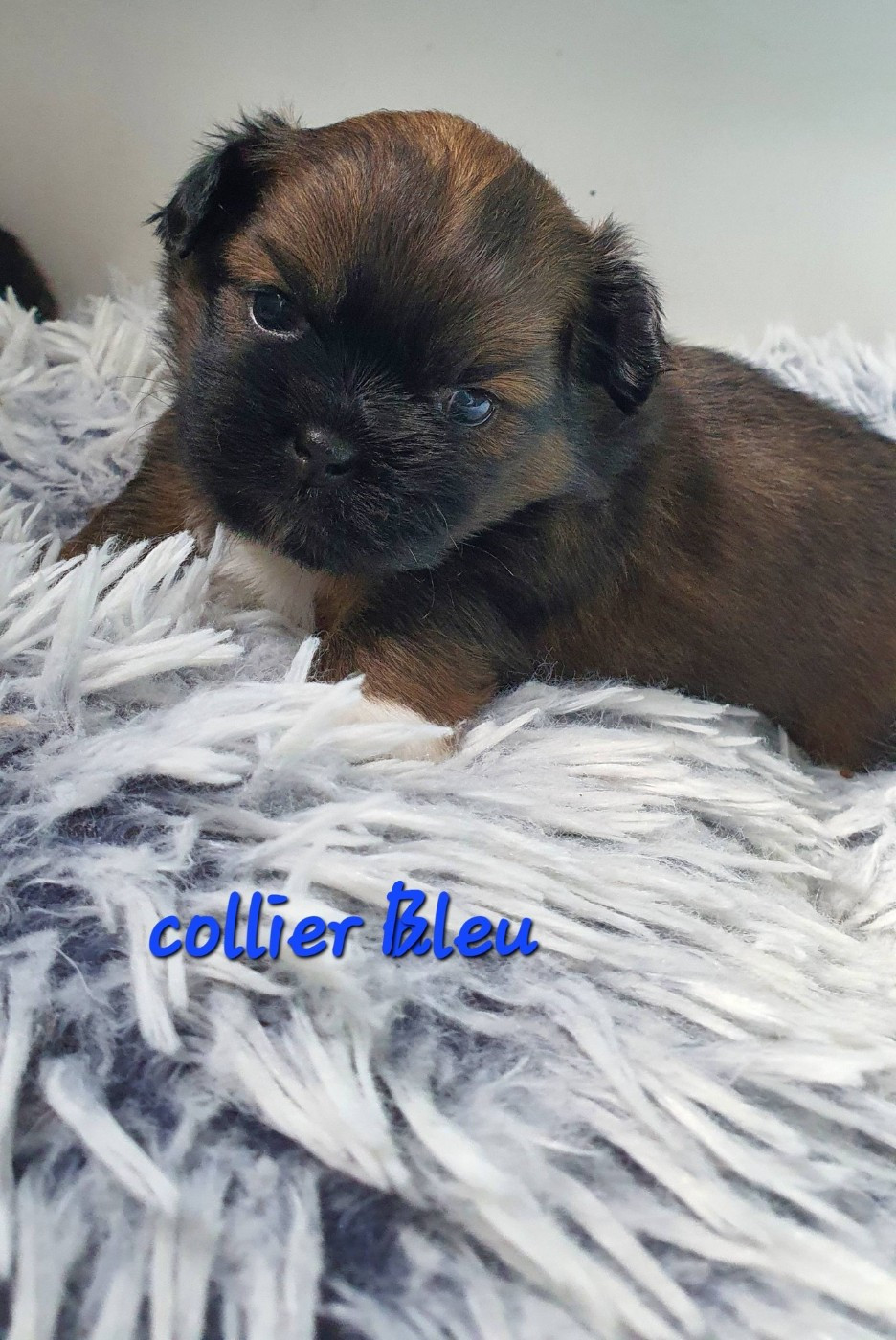 D'Elocera Parck - Chiots disponibles - Epagneul tibetain
