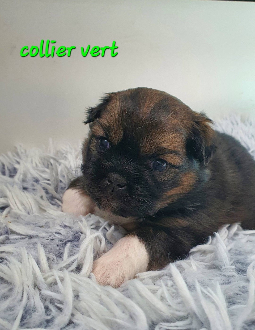 D'Elocera Parck - Chiots disponibles - Epagneul tibetain
