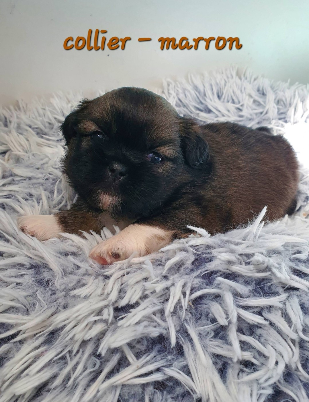 D'Elocera Parck - Chiots disponibles - Epagneul tibetain