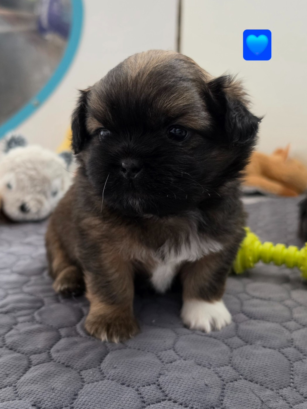 D'Elocera Parck - Chiots disponibles - Epagneul tibetain
