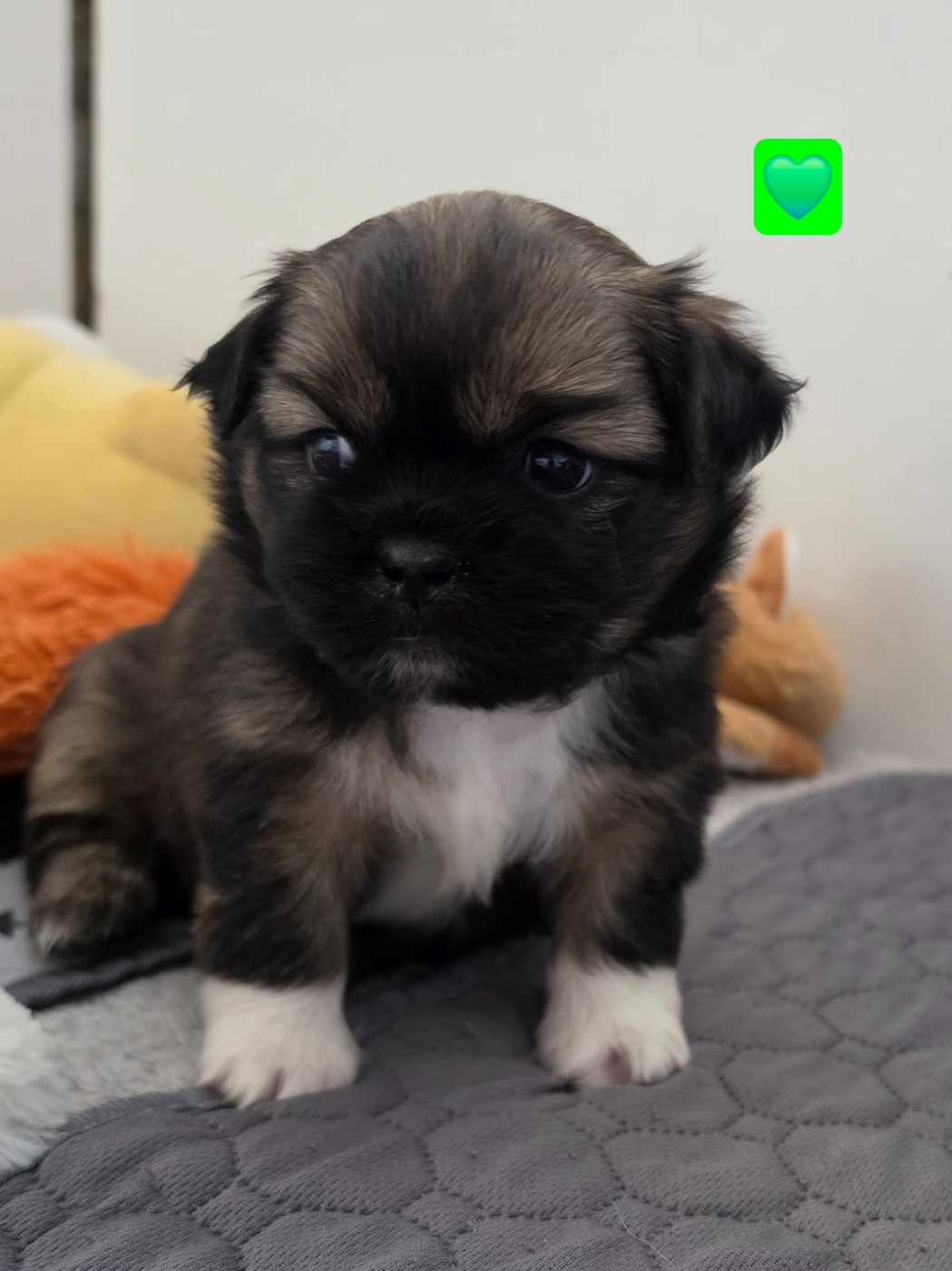 D'Elocera Parck - Chiots disponibles - Epagneul tibetain