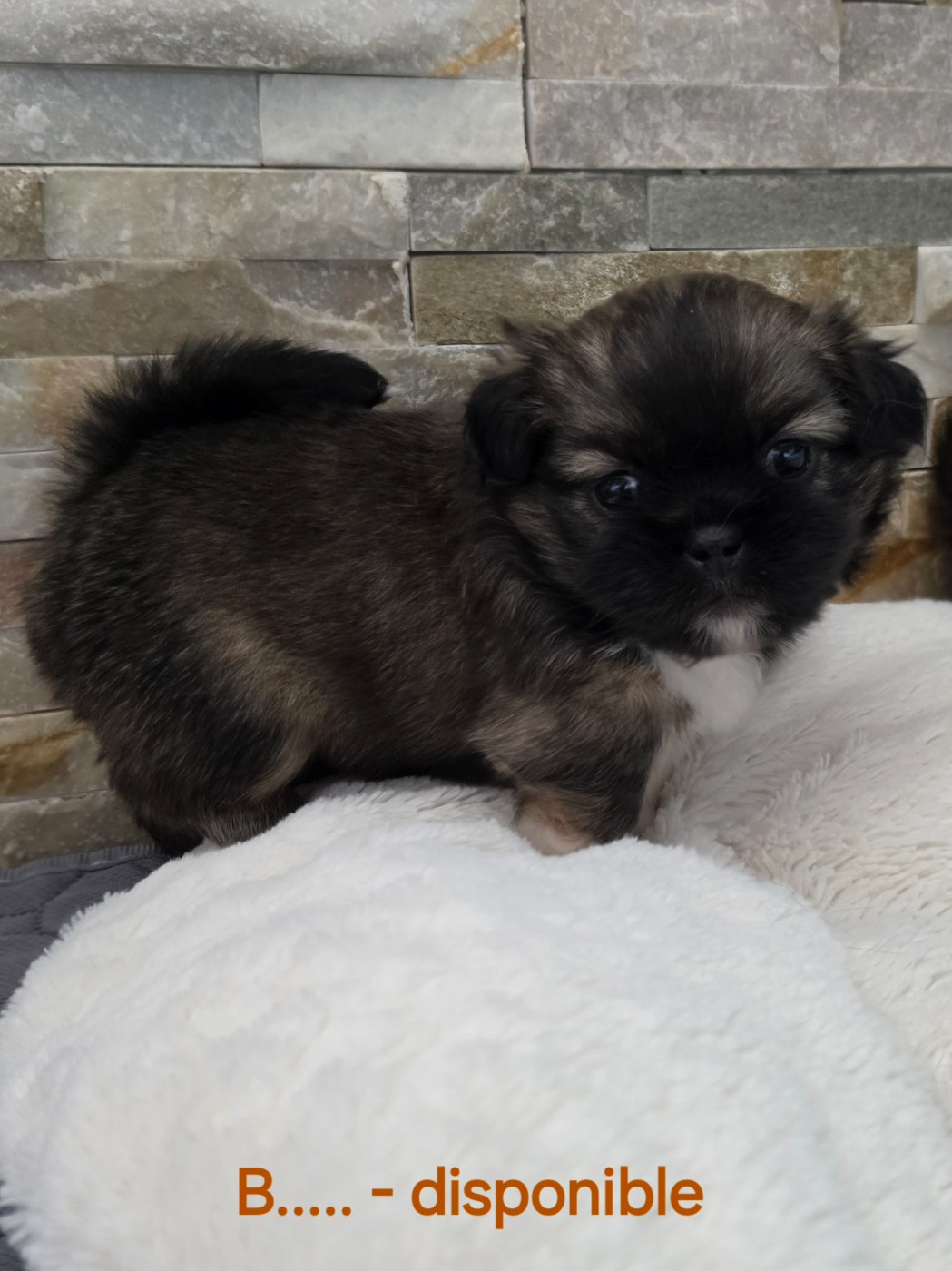D'Elocera Parck - Chiots disponibles - Epagneul tibetain