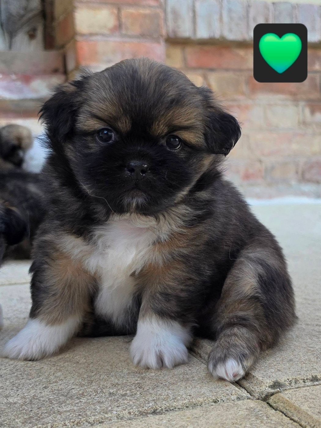 D'Elocera Parck - Chiots disponibles - Epagneul tibetain
