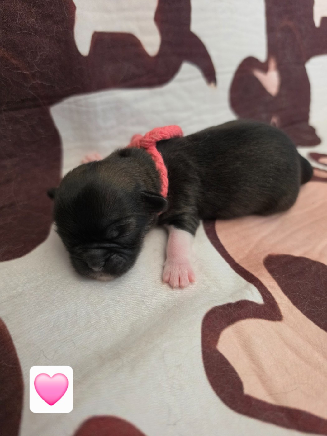 D'Elocera Parck - Chiots disponibles - Epagneul tibetain