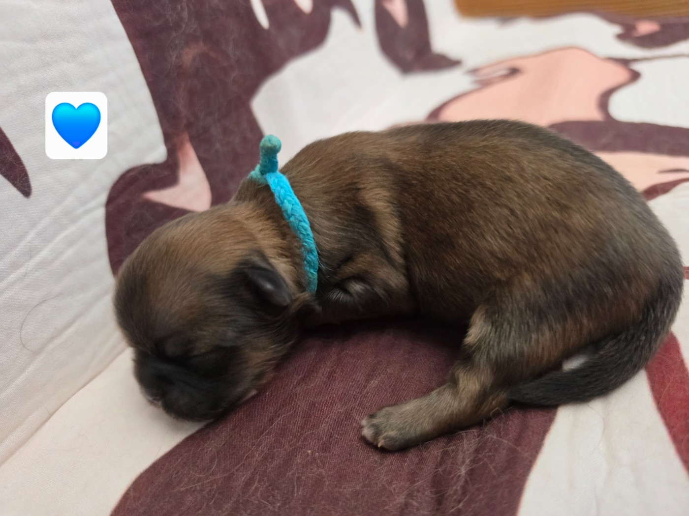 D'Elocera Parck - Chiots disponibles - Epagneul tibetain