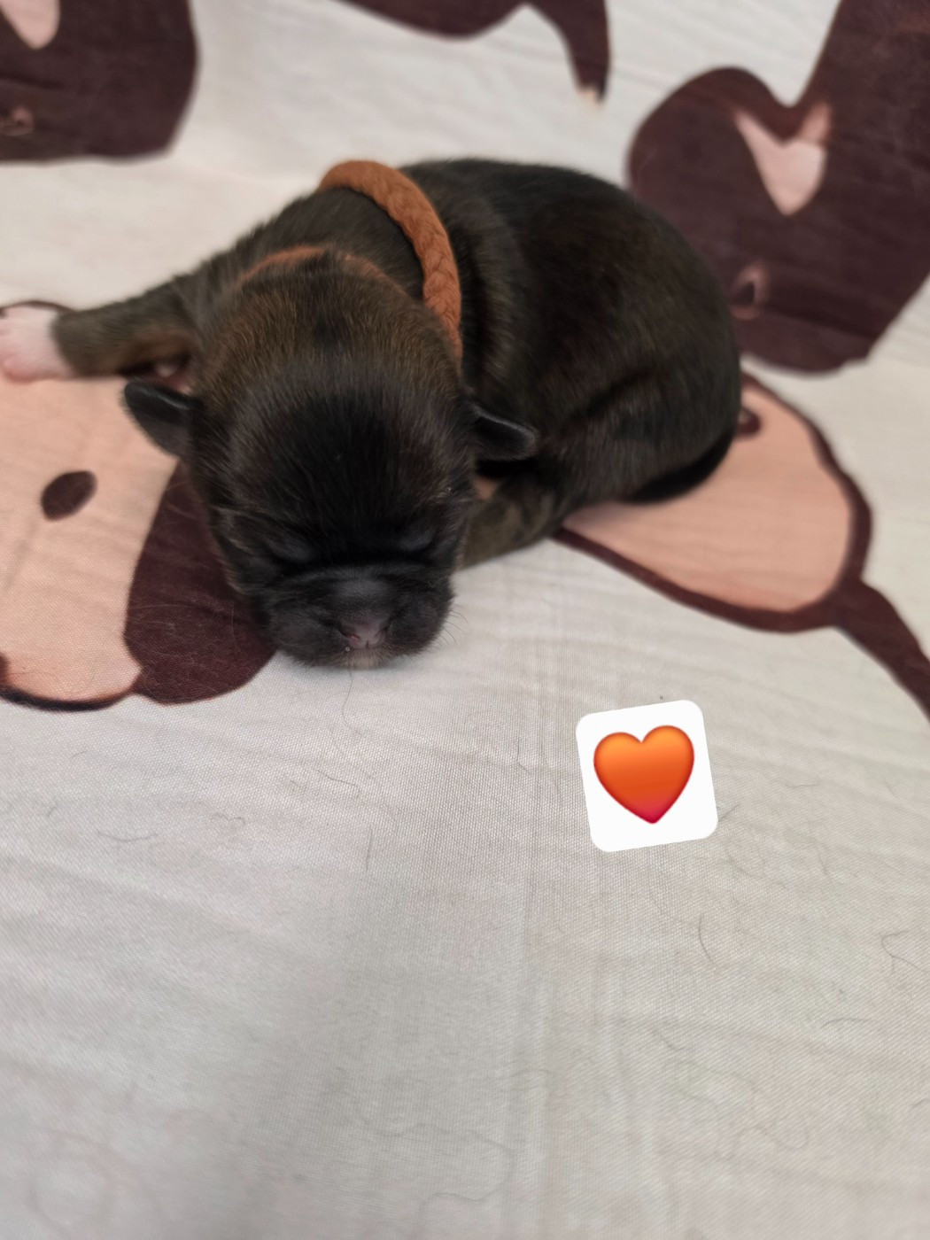 D'Elocera Parck - Chiots disponibles - Epagneul tibetain