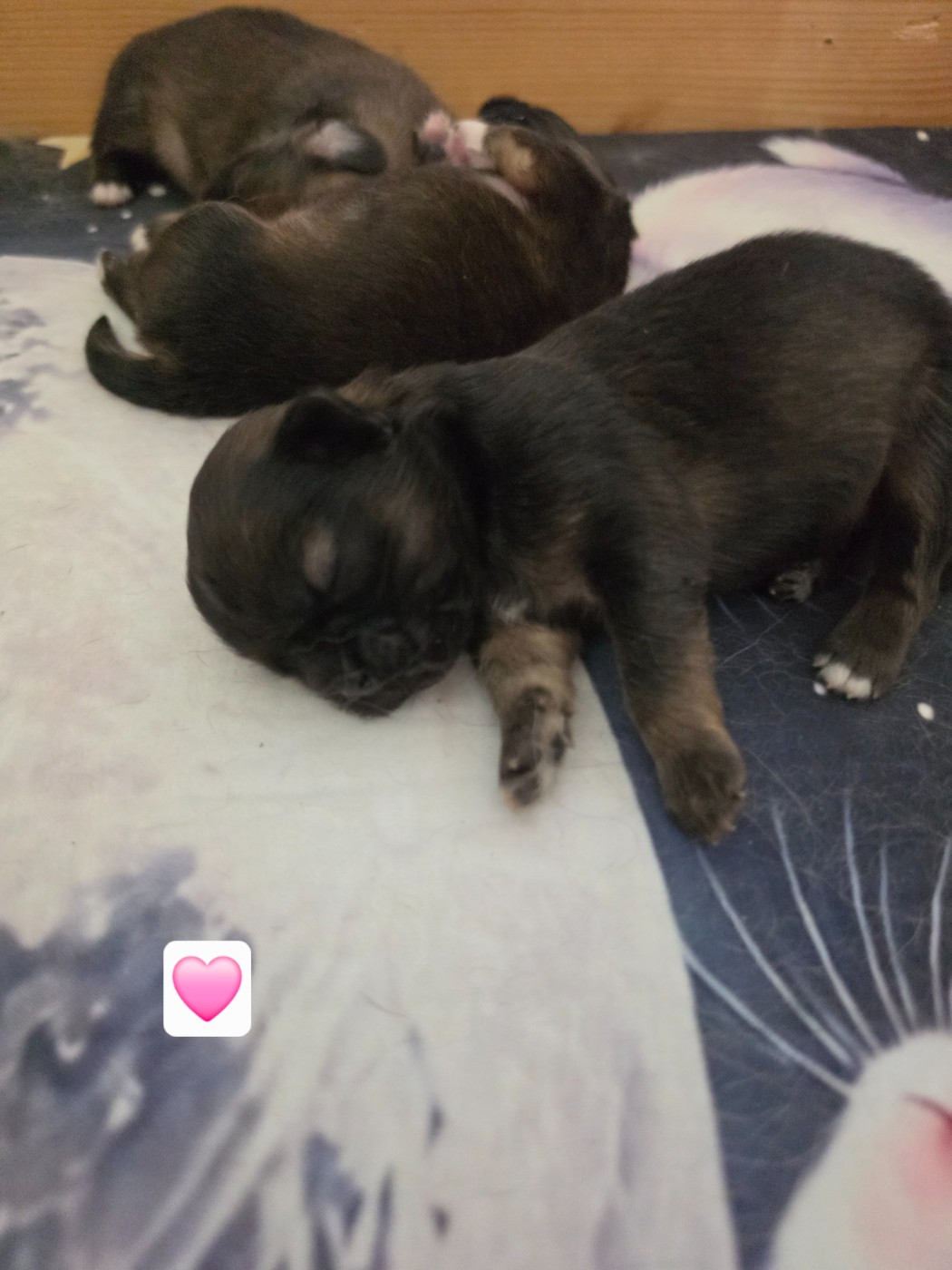 D'Elocera Parck - Chiots disponibles - Epagneul tibetain