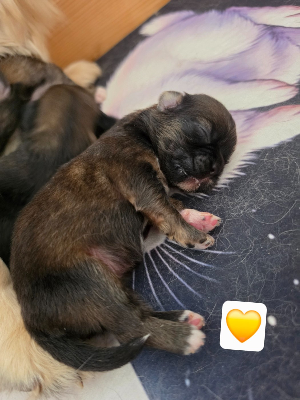 D'Elocera Parck - Chiots disponibles - Epagneul tibetain