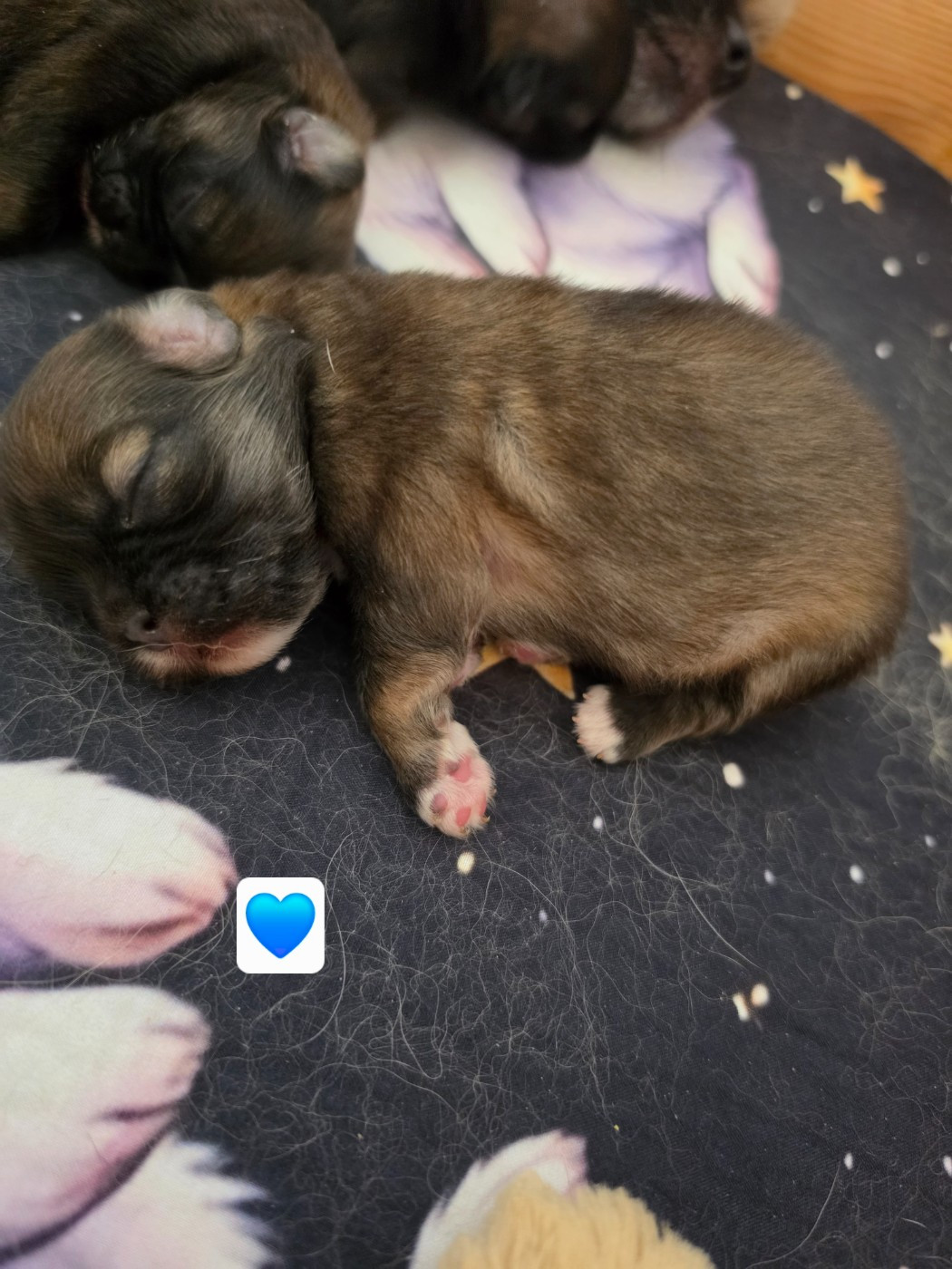 D'Elocera Parck - Chiots disponibles - Epagneul tibetain