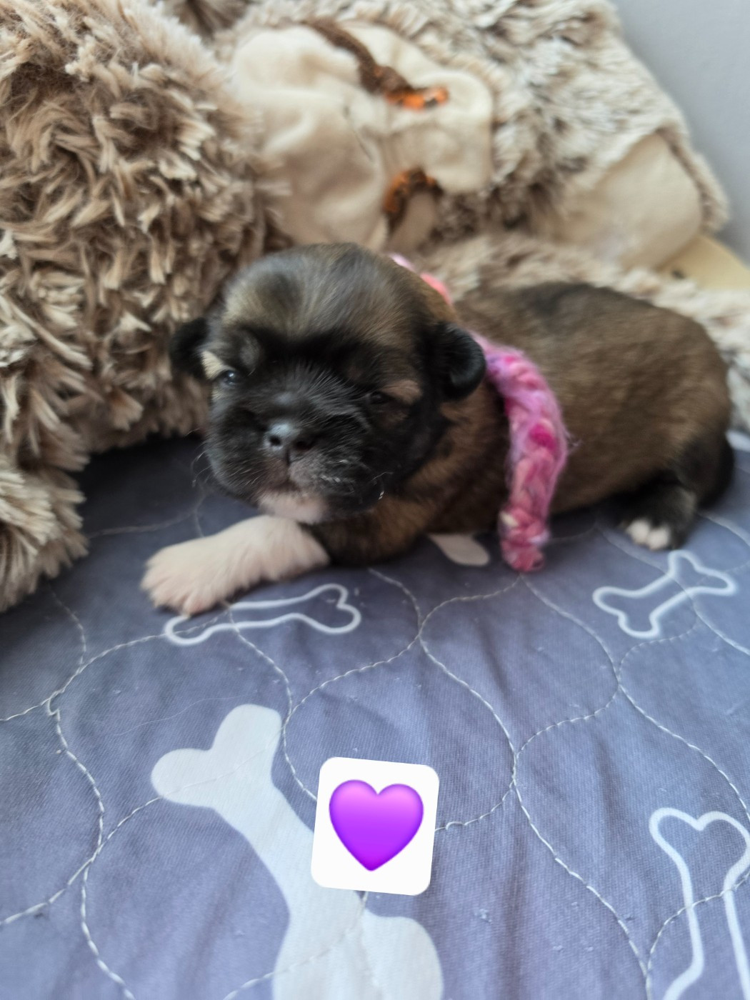 D'Elocera Parck - Chiots disponibles - Epagneul tibetain