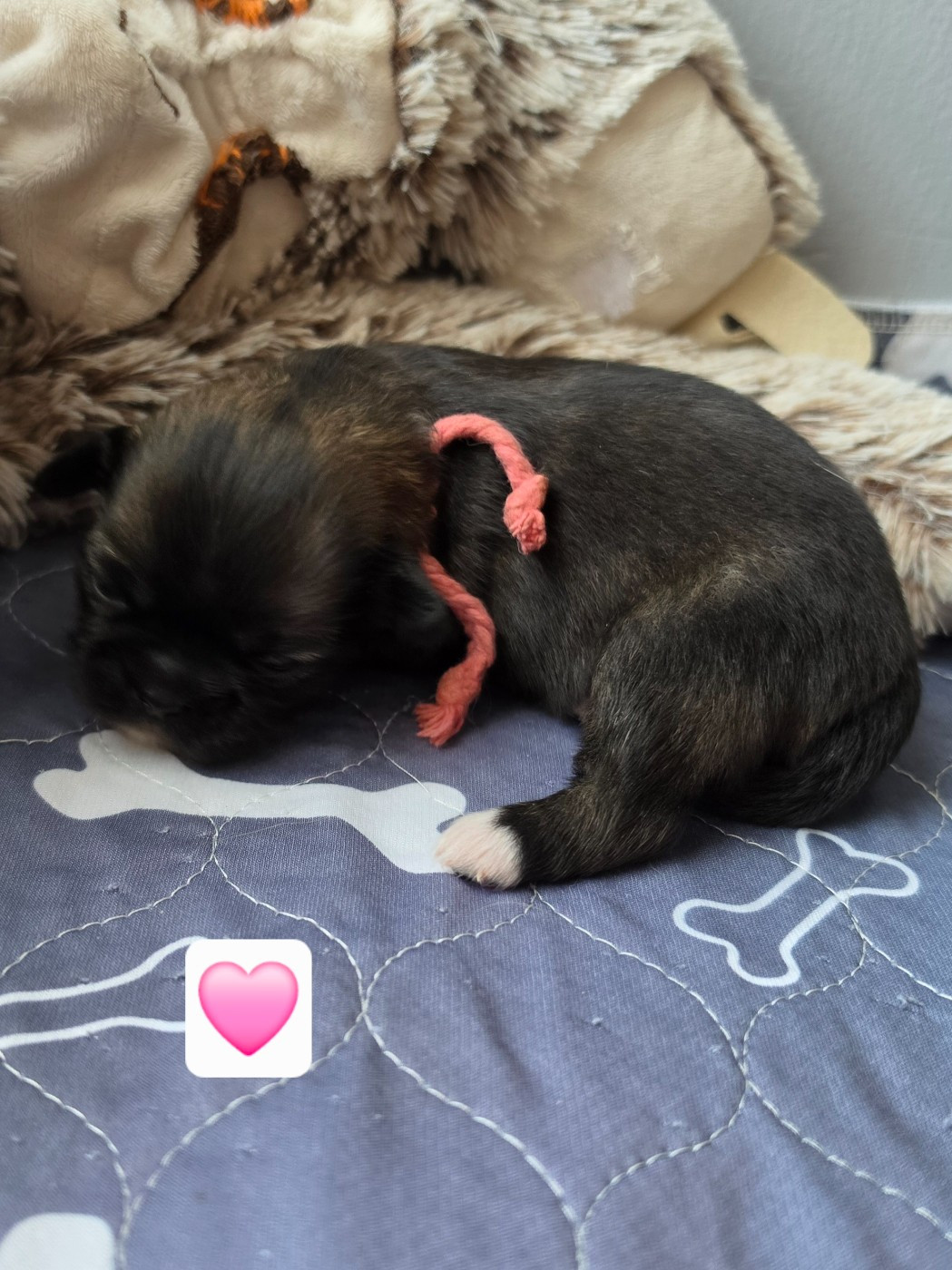 D'Elocera Parck - Chiots disponibles - Epagneul tibetain