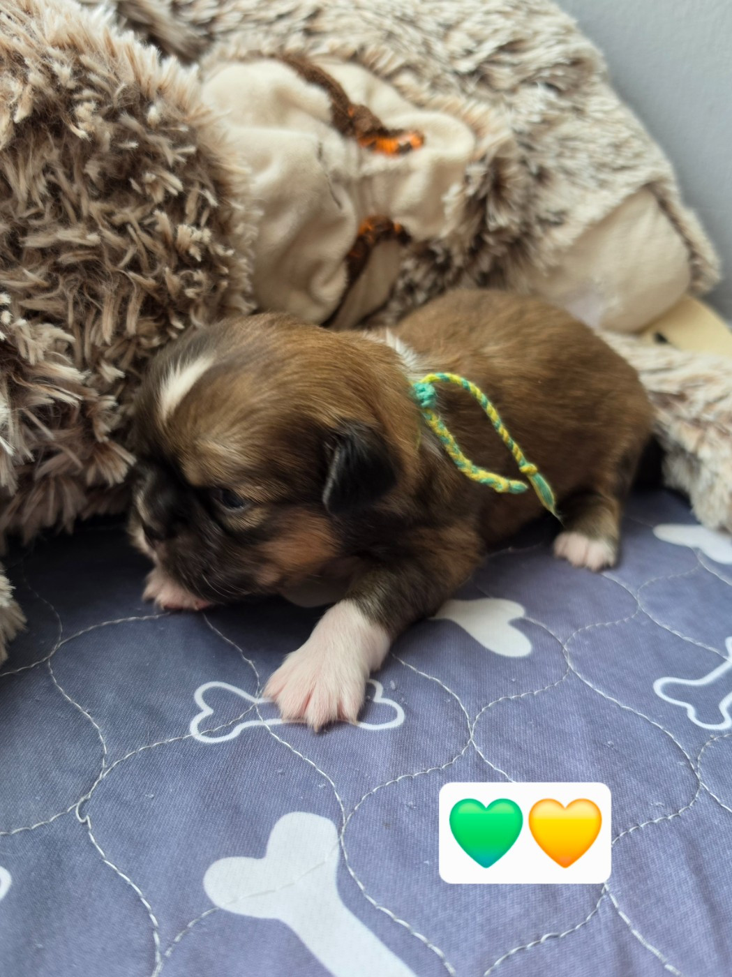 D'Elocera Parck - Chiots disponibles - Epagneul tibetain