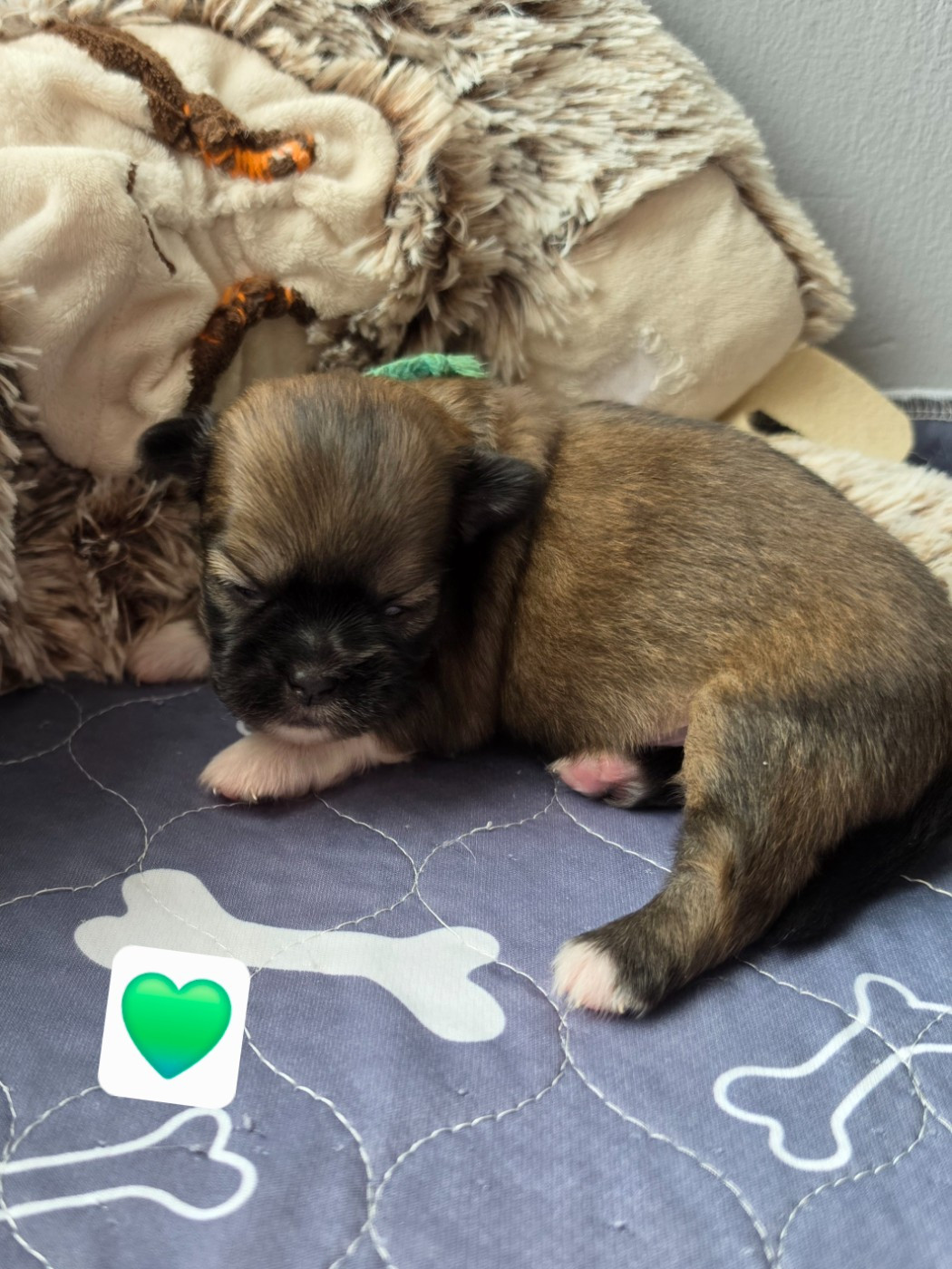 D'Elocera Parck - Chiots disponibles - Epagneul tibetain
