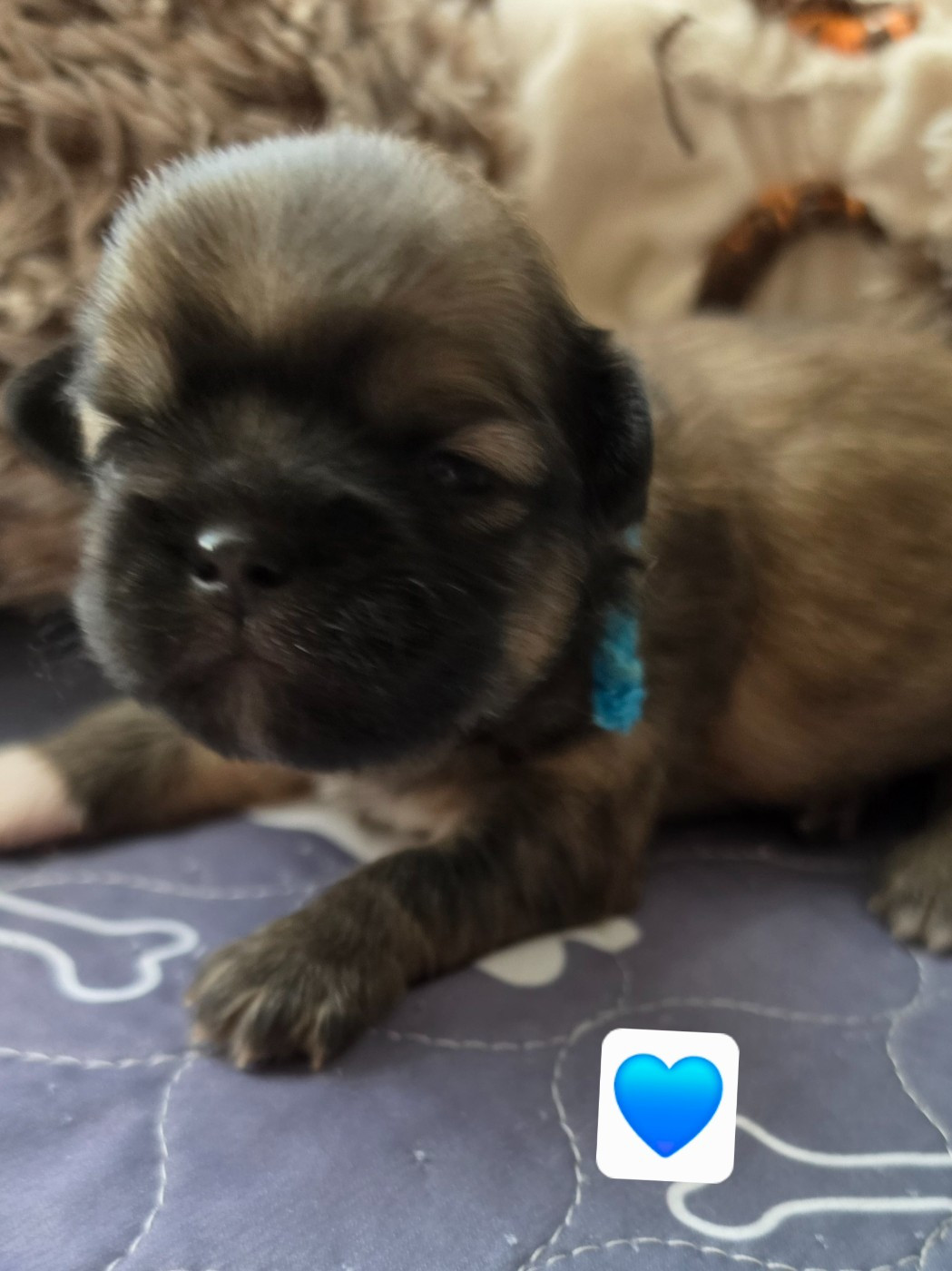 D'Elocera Parck - Chiots disponibles - Epagneul tibetain