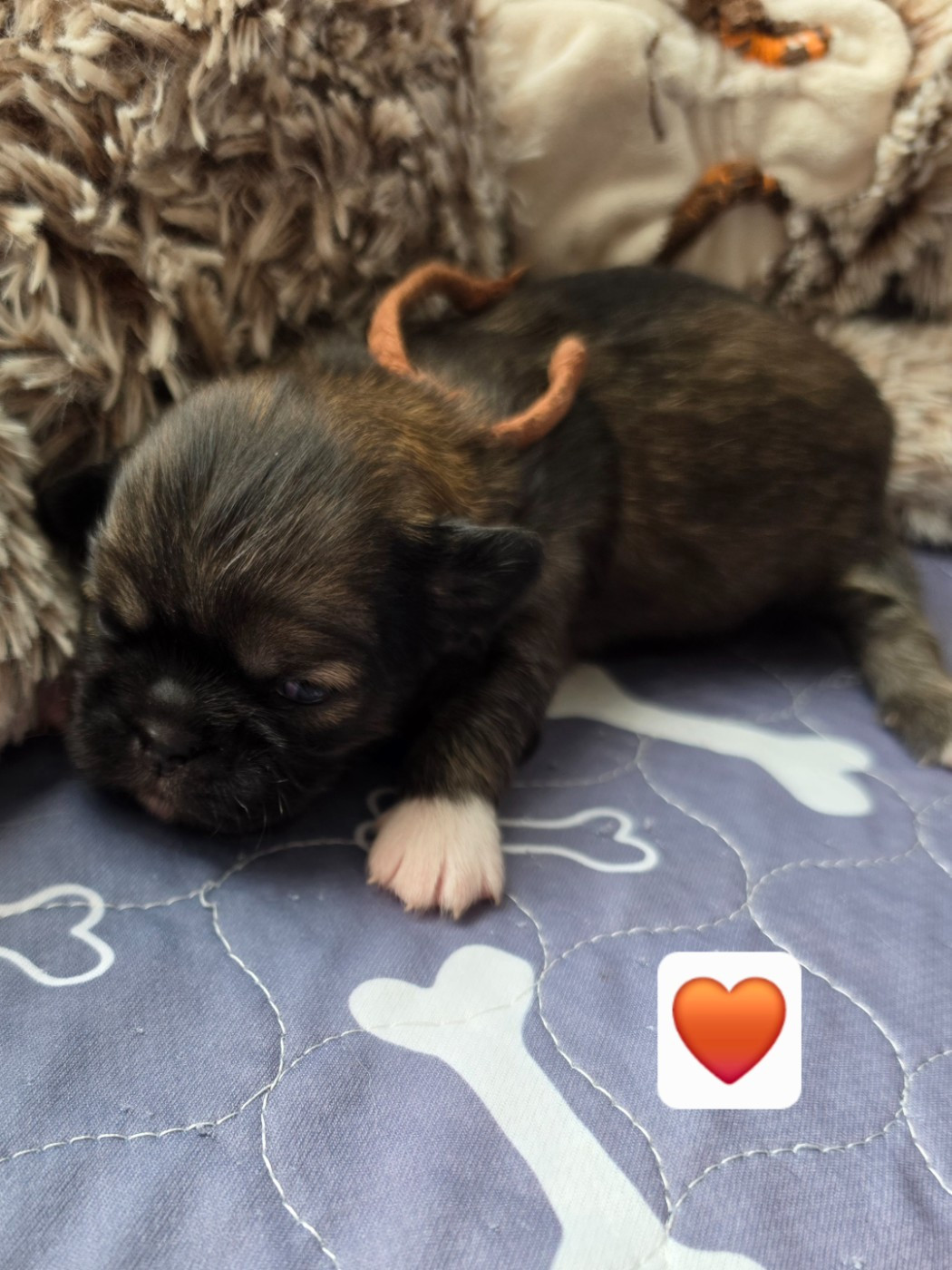D'Elocera Parck - Chiots disponibles - Epagneul tibetain