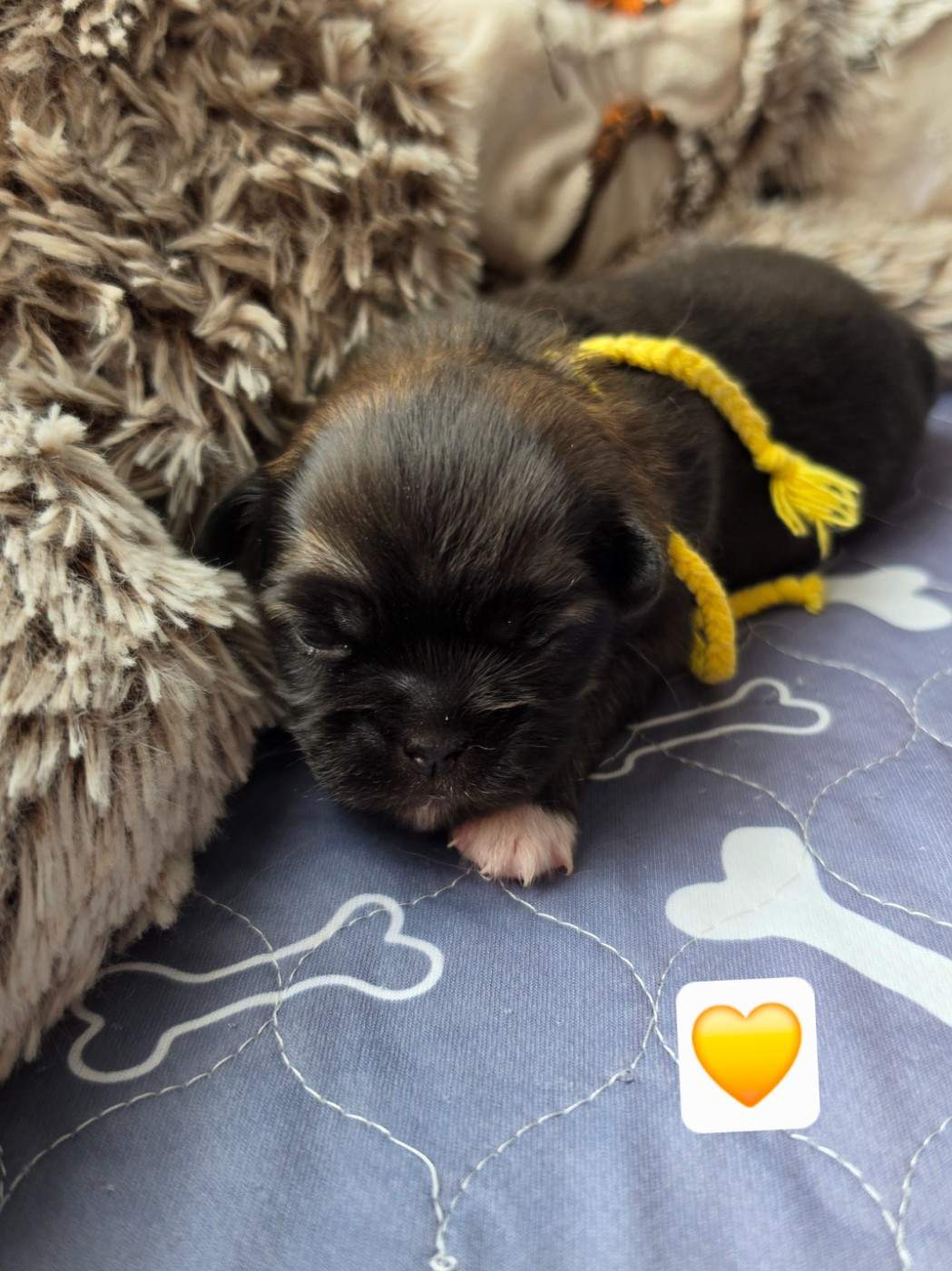 D'Elocera Parck - Chiots disponibles - Epagneul tibetain