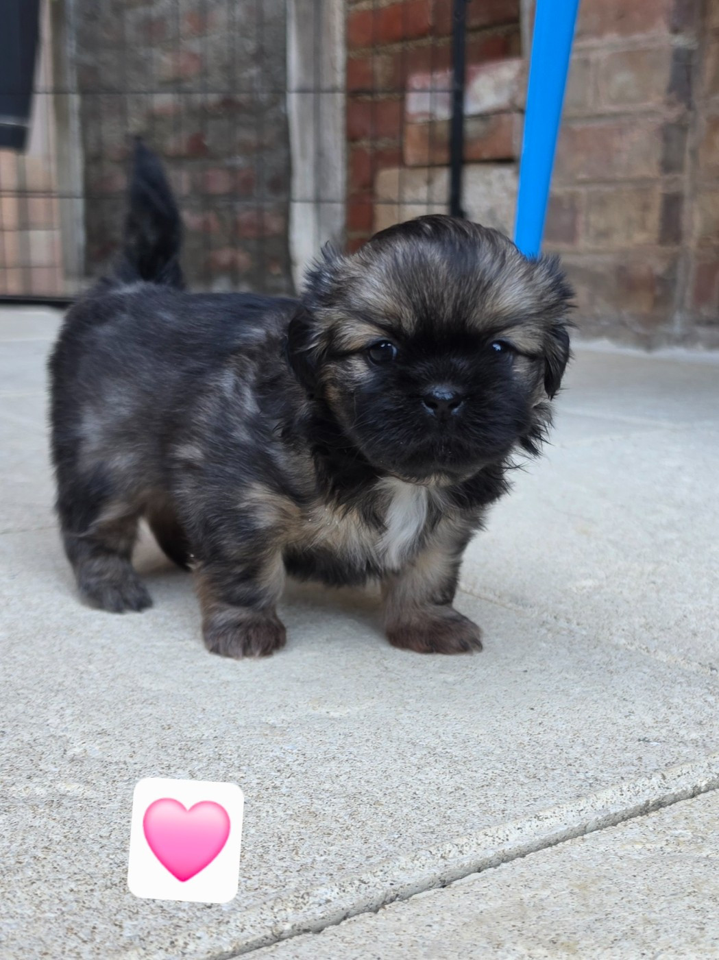D'Elocera Parck - Chiots disponibles - Epagneul tibetain